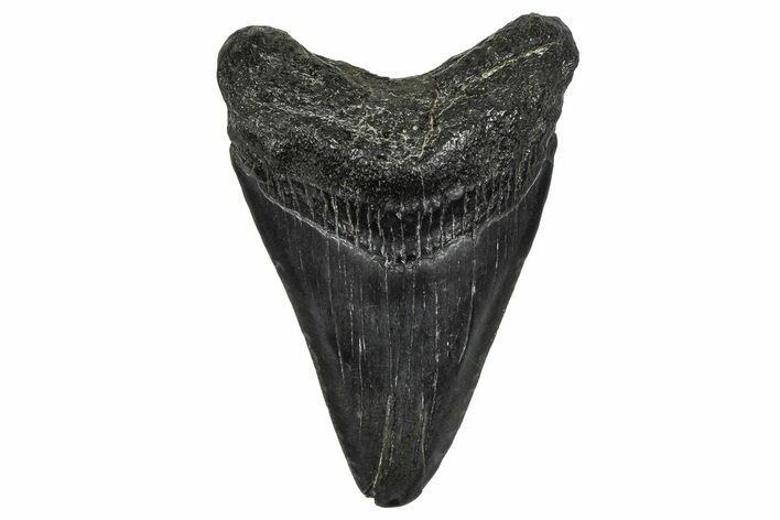 Juvenile Megalodon Tooth - South Carolina #368684